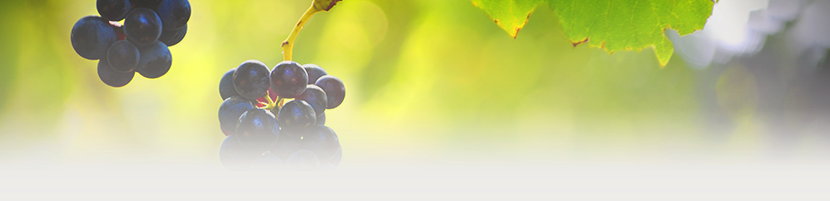About Wine Agent